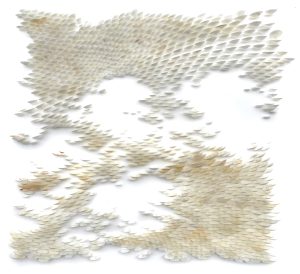 Valérie Henry – House of Talent, contemporary art sale. Mylinh Nguyen, Coquillages II, loripes orbiculatus shells, 2025, 30 cm x 28 cm, original piece