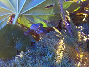 Marianne Guedin, vegetal scenography, September 2016, Macro Gardens for Mazarine, Paris