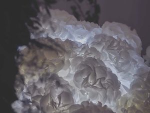 Marianne Guedin, vegetal scenography, September 2017, Cloud of flowers for Aquazzura, Paris