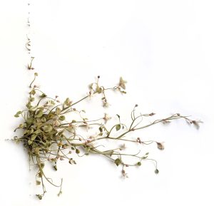 Mylinh Nguyen, sculptor, 2023, « Herbes folles », synthetic clay, dimensions 41 x 35 cm. The Fin d’été project illustrates this moment of balance between two seasons, the transition to more subtle shades, the flavours of the coming autumn.