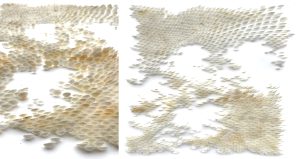 Mylinh Nguyen, sculptor, 2025, “Coquillages II”, Loripes orbiculatus shells, dimensions 30 x 28cm. The Dehors project begins with long walks to collect shells buried in the sand, leading to a true pictorial practice.