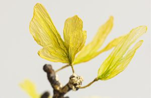 2016 – GINKGO BILOBA, Paris – William Amor designed a Ginkgo Biloba made of ennobled plastic bags, lacquered plane tree, gold threads from textile designer Charlotte Kaufmann and debris of gold leaves from gilder Hubert Jouzeau. Upcycling artist. 