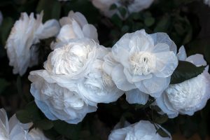 GALERIE LA MARRAINE, MUSÉE DU LUXEMBOURG, Paris – Exhibition ‘Après Fantin-Latour’- Floral creation inspired by the art of painter Henri Fantin Latour. Upcycling artist. 