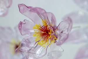 William Amor, upcycling artist, artistic floral installation, January 2020. Flowers made from sculpted plastic bottles lightly dyed.