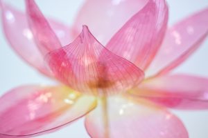 William Amor, upcycling artist, 
lotus creation in recycled material for Diwali windows, Cartier, November 2025. A Symbol of pureness, spirituality, and metamorphosis, the lotus is made from plastic bottles with petals dyed lotus pink and golden yellow stamens forming their hearts. 