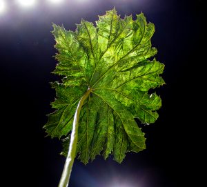 William Amor, upcycling artist, creation of a Gunnera leaf for the Dior Women’s Haute Couture SS26 fashion show by Jonathan Anderson, January 2026, Paris. A pigment-rich colored coating is then carefully applied to prepare the fabric, which wraps around and interacts with the brass structure.