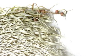 Mylinh Nguyen, sculptrice, 2025, « Fleurir », argile synthétique, dimensions 45 x 40 cm. Le projet Fleurir raconte l&rsquo;histoire du mouvement comme un possible, un élan au sein duquel quelque chose d&rsquo;inattendu finit par advenir.