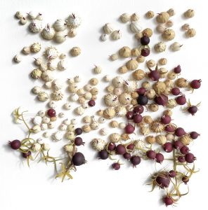 Mylinh Nguyen, sculptrice, 2023, « Graines II », argile synthétique, dimensions 39 x 32 cm. Le projet Fin d&rsquo;été illustre cet instant d&rsquo;équilibre entre deux saisons, le passage aux demi-teintes plus subtiles, les saveurs de l&rsquo;entrée dans l&rsquo;automne.