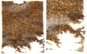 Mylinh Nguyen, sculptrice, 2025, « Graines », graines de Berce commune, dimensions 52 x 60 cm. Le projet Dehors part de longues promenades à la collecte de graines de long des chemins, pour aboutir à une véritable pratique picturale. 