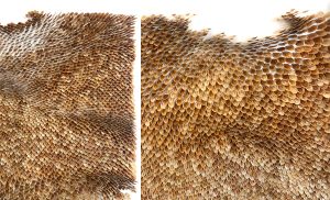 Mylinh Nguyen, sculptrice, 2025, « Graines », graines de Berce commune, dimensions 52 x 60 cm. Le projet Dehors part de longues promenades à la collecte de graines de long des chemins, pour aboutir à une véritable pratique picturale. 