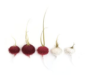 Mylinh Nguyen, sculptrice, 2023, « Radis rouges », argile synthétique, dimensions 37 x 35 cm. Soutenu par l’Institut Français du Kansai, le projet Goûter avec les yeux tisse des liens entre modelage et pâtisserie japonaise, sculpture et dégustation.