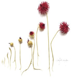 Mylinh Nguyen, sculptrice, 2022-2025, « Fleurs », argile synthétique, dimensions 15 à 25 cm de hauteur.