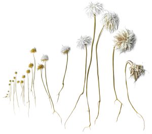 Mylinh Nguyen, sculptrice, 2022-2025, « Fleurs », argile synthétique, dimensions 15 à 25 cm de hauteur.