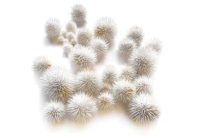 Mylinh Nguyen, sculptrice, 2024, « Oursins clairs », argile synthétique, dimensions 45 x 42 cm. La collection des Oursins, modelés à la main pic par pic, donne lieu à des séries de sculptures, tableaux et installations culinaires.