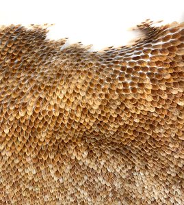 Mylinh Nguyen, sculptrice, 2025, « Graines », graines de Berce commune, dimensions 29 x 24cm. Le projet Dehors part de longues promenades à la collecte de graines de long des chemins, pour aboutir à une véritable pratique picturale. 