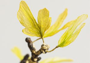 2016 – GINKGO BILOBA, Paris – confection d’un Ginkgo Biloba par l’ennoblissement de sac plastique, de platane vernis, de fils dorés de Charlotte Kaufmann – création textile – ainsi que de débris de feuille d’or d’Hubert Jouzeau – doreur. de sac plastique, de platane vernis, de fils dorés de Charlotte Kaufmann – création textile – ainsi que de débris de feuille d’or d’Hubert Jouzeau – doreur. artiste upcycling.