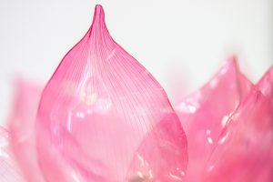 William Amor, upcycling artiste, création de lotus en matériaux recyclés pour vitrines Diwali, Cartier, novembre 2025. Symbole de pureté, de spiritualité et de métamorphose, le lotus est façonné à partir de bouteilles plastiques aux pétales teintés d’un rose lotus, d&rsquo;étamines aux teintes jaune d’or qui dessinent leur cœur.